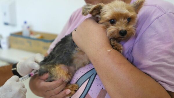 Diadema abre chamamento público para castração e vacinação gratuita de cães e gatos