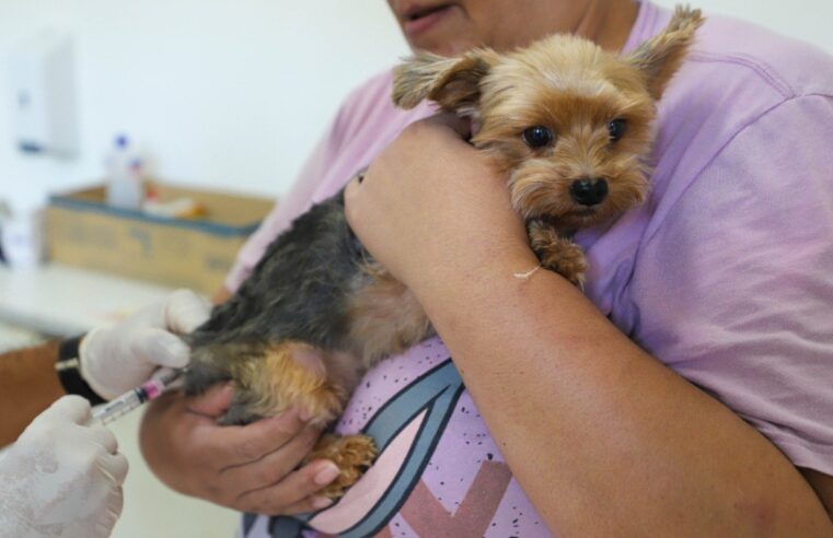 Diadema abre chamamento público para castração e vacinação gratuita de cães e gatos