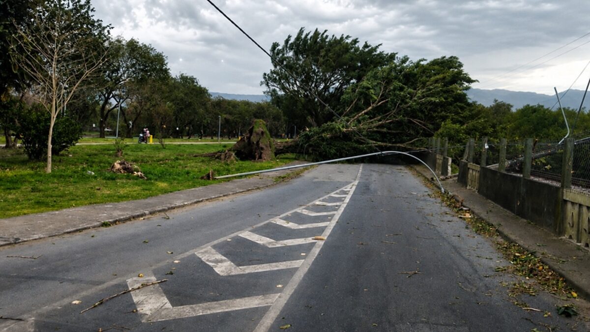 Árvore e poste caídos após ventania em São Paulo