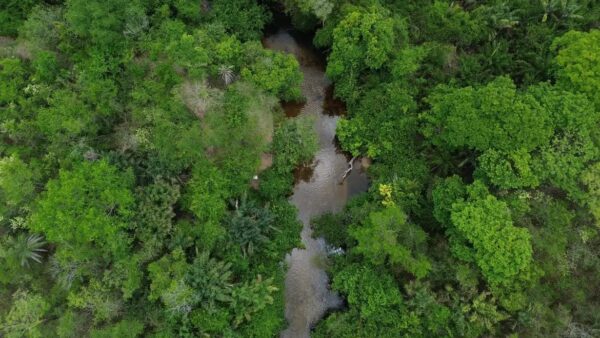 Vista aérea de vegetação e rio em meio à mata brasileira