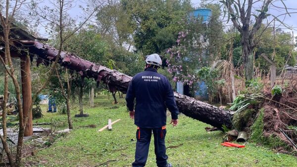 Agente da Defesa Civil observa árvore caída após vendaval no Rio Grande do Sul