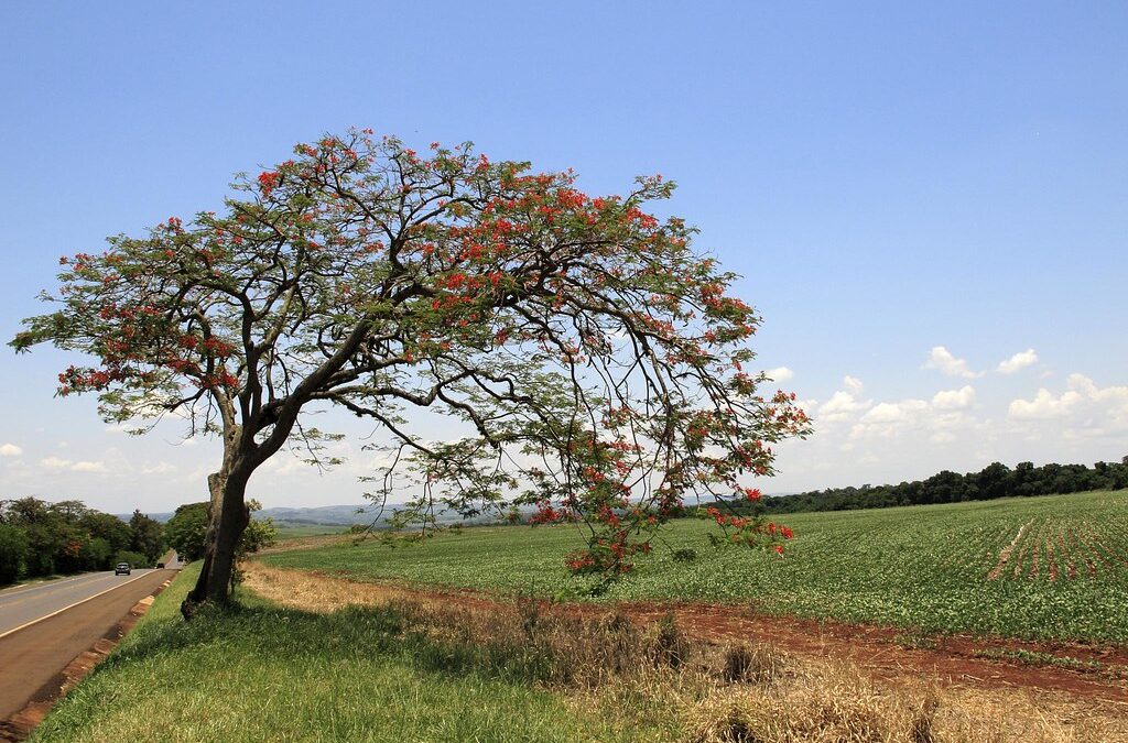 Tarifaço dos EUA afeta 36,5% das exportações do agronegócio brasileiro, aponta levantamento