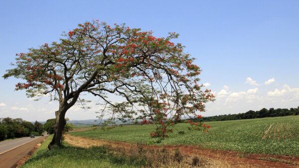 Tarifaço dos EUA afeta 36,5% das exportações do agronegócio brasileiro, aponta levantamento