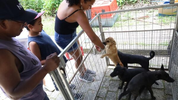 Cães resgatados aguardam adoção em feira de Mauá