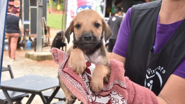 Filhote de cachorro em toalha durante feira de adoção