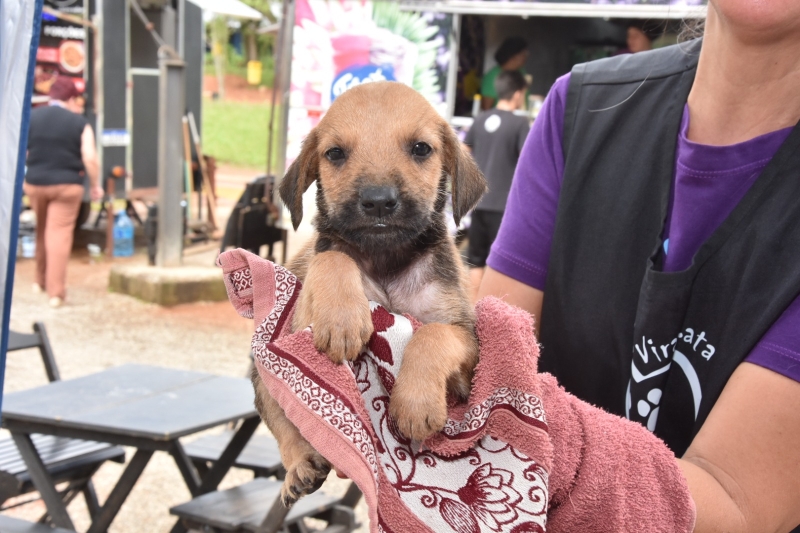 Filhote de cachorro em toalha durante feira de adoção