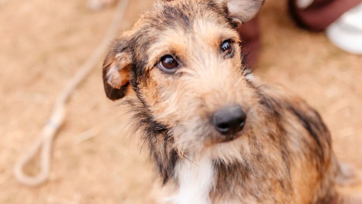 Cachorro disponível para adoção na feira do CCZ de São Bernardo
