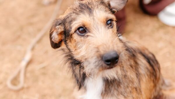 Cachorro disponível para adoção na feira do CCZ de São Bernardo