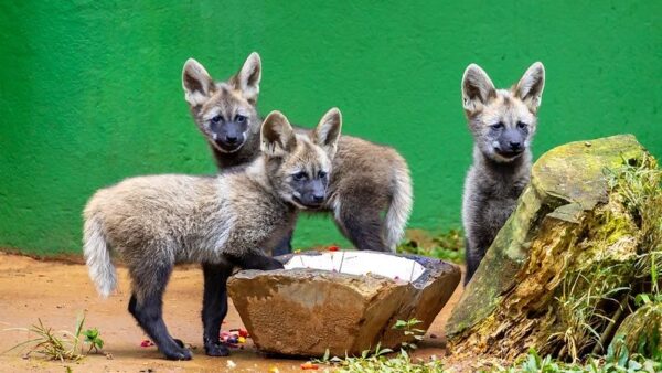 Filhotes de lobo-guará no Zoológico de São Paulo