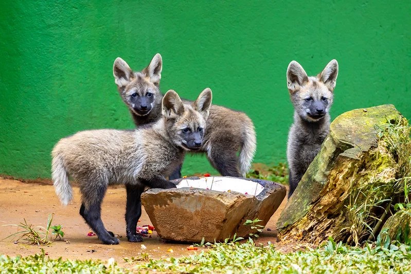 Filhotes de lobo-guará no Zoológico de São Paulo