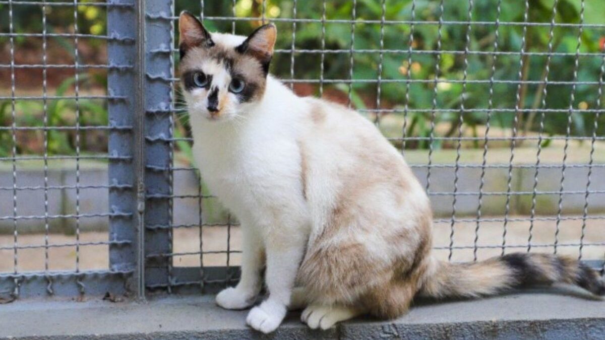 Gato aguarda atendimento em campanha de castração em Diadema