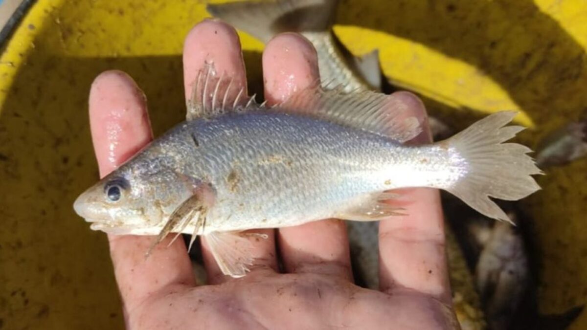 Peixe com deformação capturado na costa do Espírito Santo