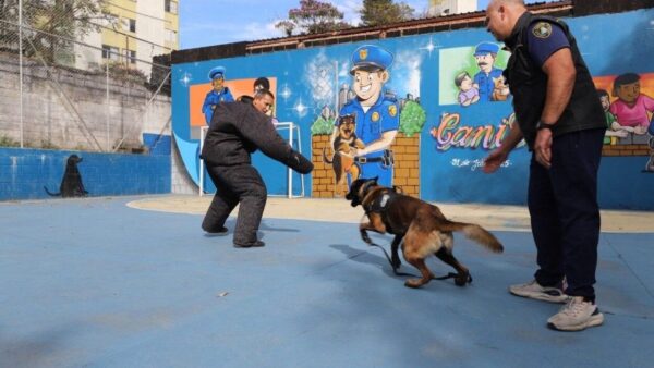 Guarda civil treina cão pastor-belga-malinois no Canil da GCM de Diadema