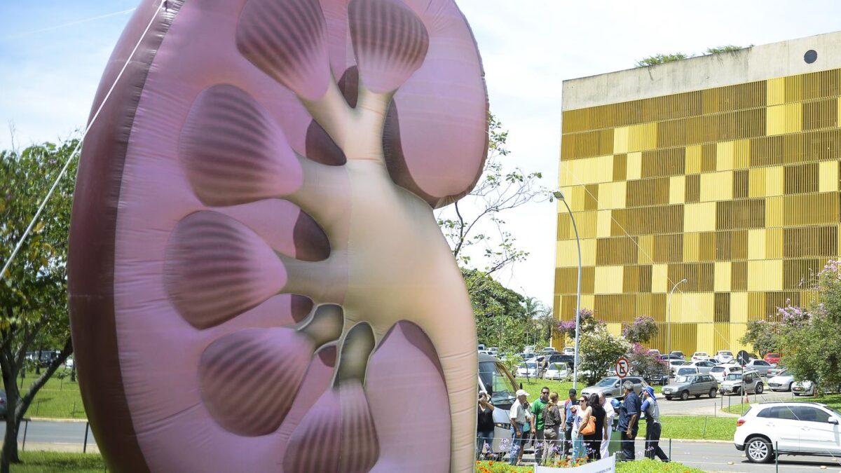 Escultura inflável de um rim gigante em campanha de conscientização em Brasília