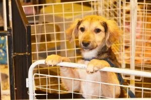 Filhote de cachorro em feira de adoção de animais