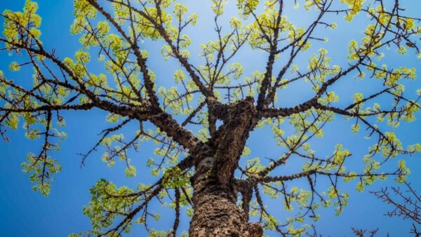 Árvore em Santo André, cidade certificada Tree Cities of the World