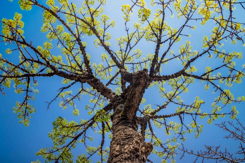 Árvore em Santo André, cidade certificada Tree Cities of the World
