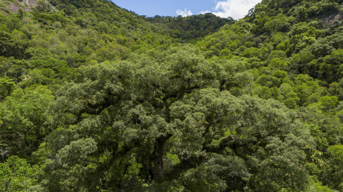 Vista aérea de área de Mata Atlântica reflorestada em Cachoeiras de Macacu, RJ