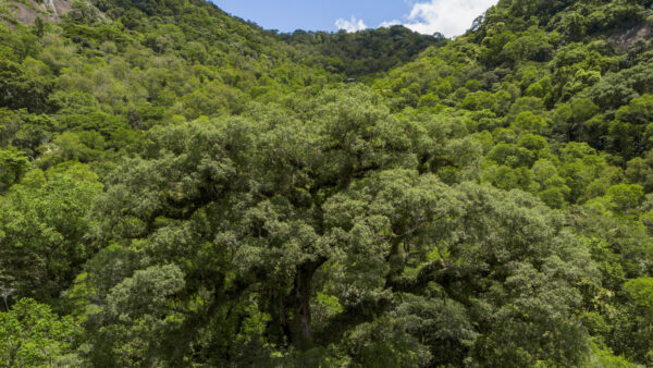 Vista aérea de área de Mata Atlântica reflorestada em Cachoeiras de Macacu, RJ