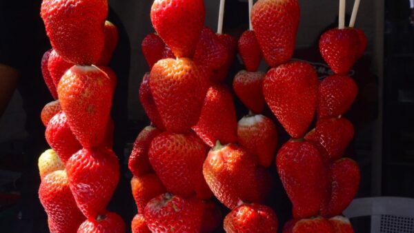 Espetos de morangos frescos, atração do Festival do Morango, Churros e Chocolate em Santo André