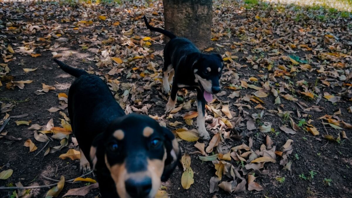 Dois filhotes de cães pretos e caramelo em terreno com folhas secas, entre os animais disponíveis para adoção no CCZ de São Bernardo. Foto: Jhonn Menezes/PMSBC